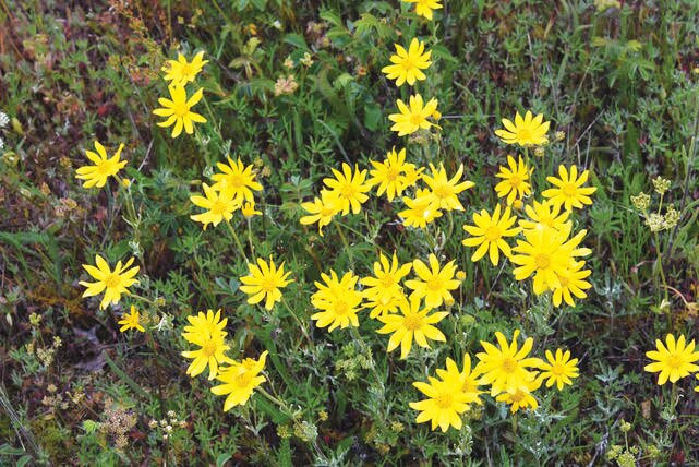 Woolly sunflower or Oregon sunshine (Eriophyllum lanatum), a drought-tolerant native meadow plant, produces abundant blooms through spring and summer.